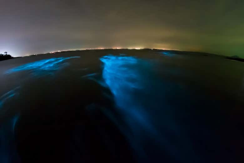 Bioluminescent microorganisms