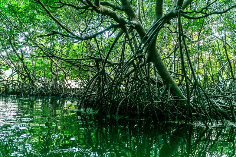 Admiring the impressive branches of the mangrove forest