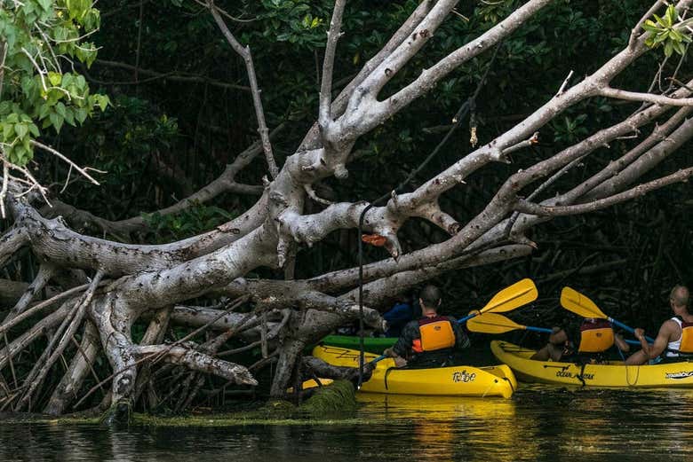 Paddling through the mangroves