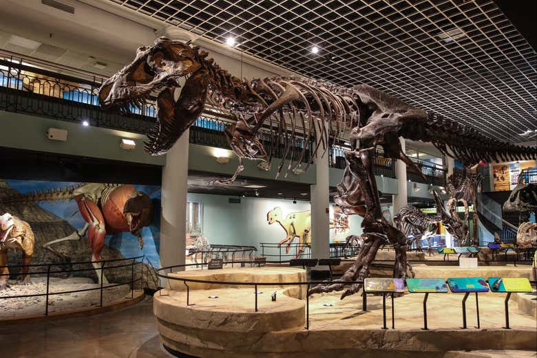 Um dinossauro gigantesco no interior da academia