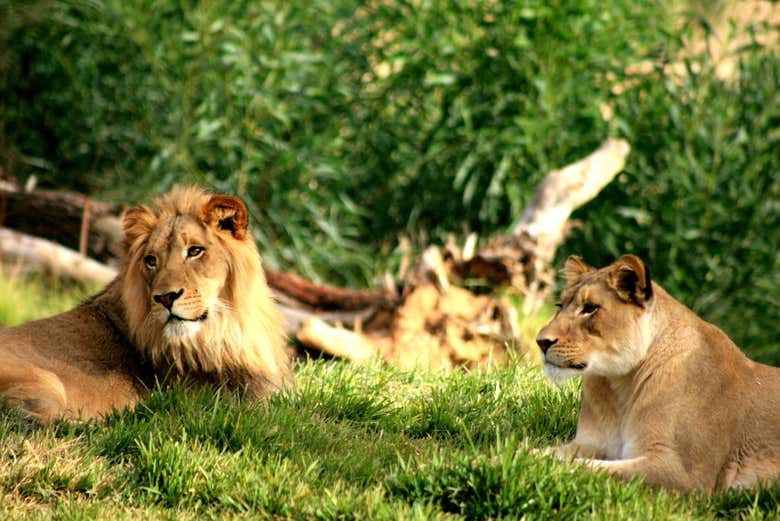 Spot animals in the Philadelphia Zoo