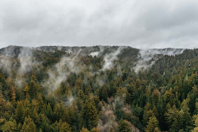 Paisaje con nieblas de Fort Bragg