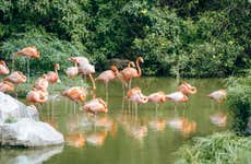 Biglietti per Flamingo Gardens