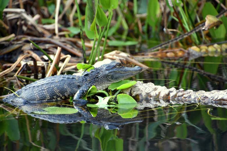 Look out for animals in the water...