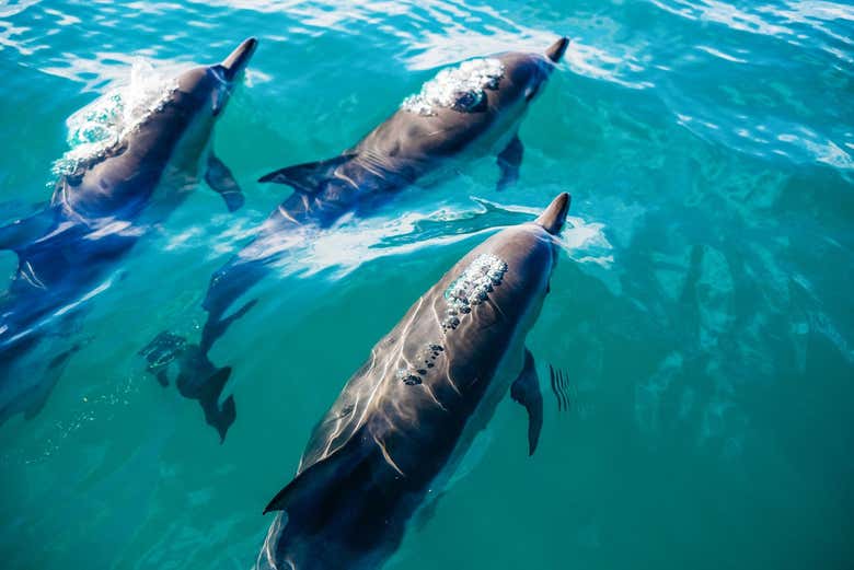 Un groupe de dauphins