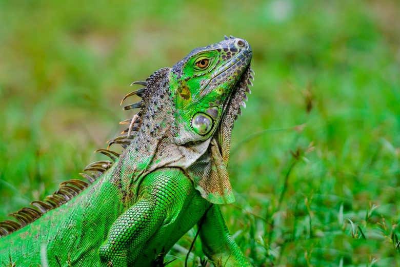 An iguana