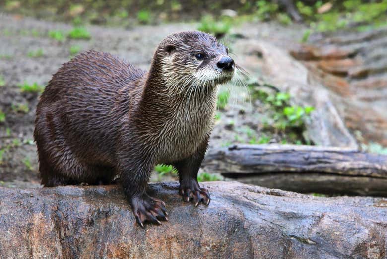 A curious otter