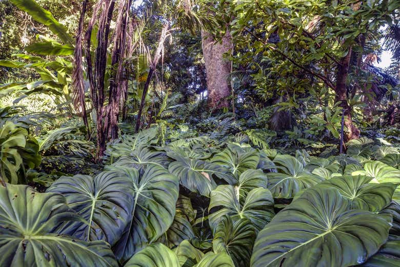 A exuberante floresta tropical do Flamingo Gardens