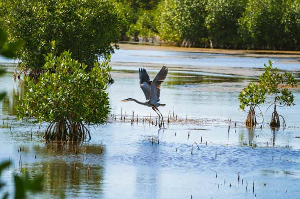 Excursión a los Everglades