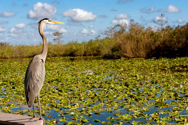 Gran garza azul
