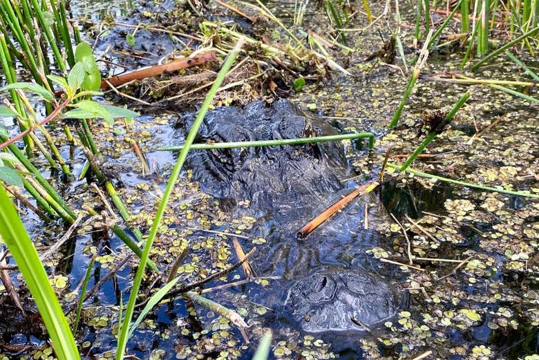 Un cocodrilo en los Everglades
