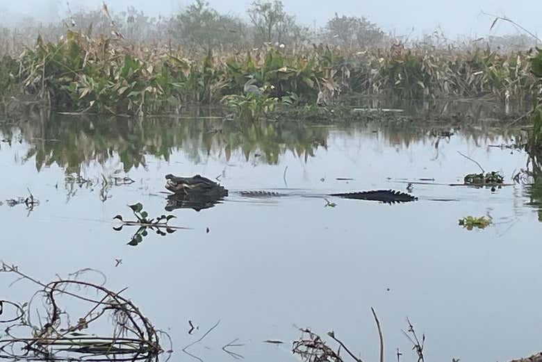 Fauna de los Everglades