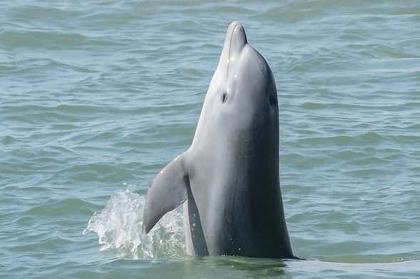 Galveston Dolphin Watching