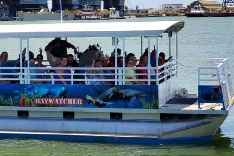 En busca de curiosos delfines en la costa de Galveston