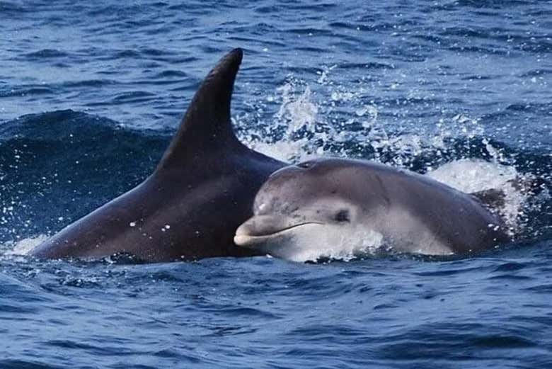 Dos delfines nadan en la superficie del mar de la bahía