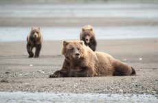 Avistamiento de osos grizzly