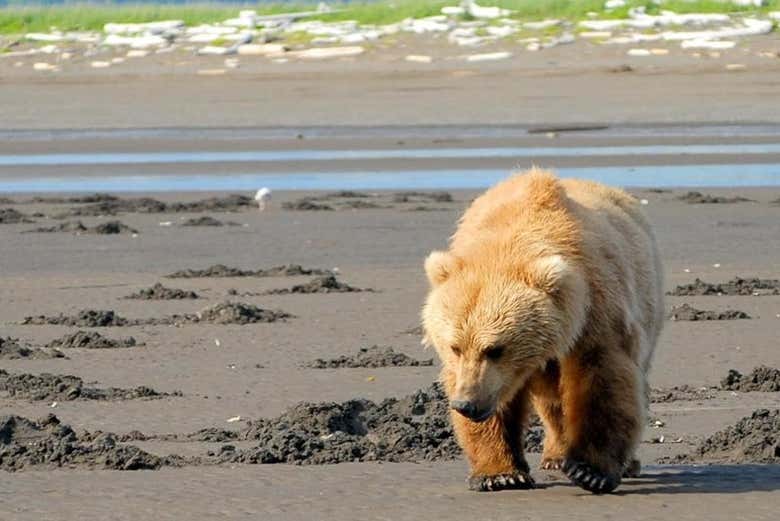 Un ejemplar de oso grizzly