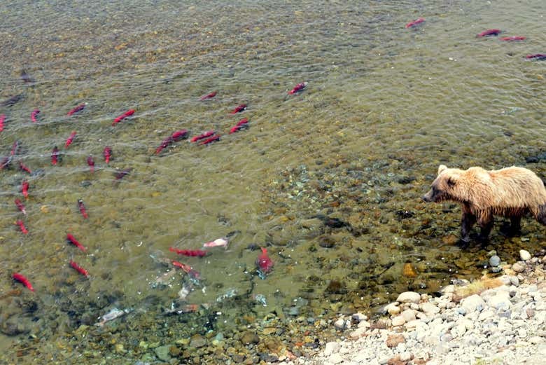 Oso buscando salmones