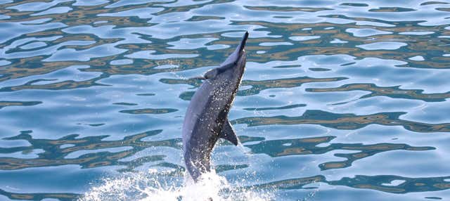 Avistamento de golfinhos ou tartarugas em Oahu + Snorkel
