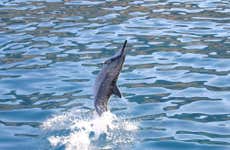 Oahu Dolphin or Turtle Watching & Snorkeling