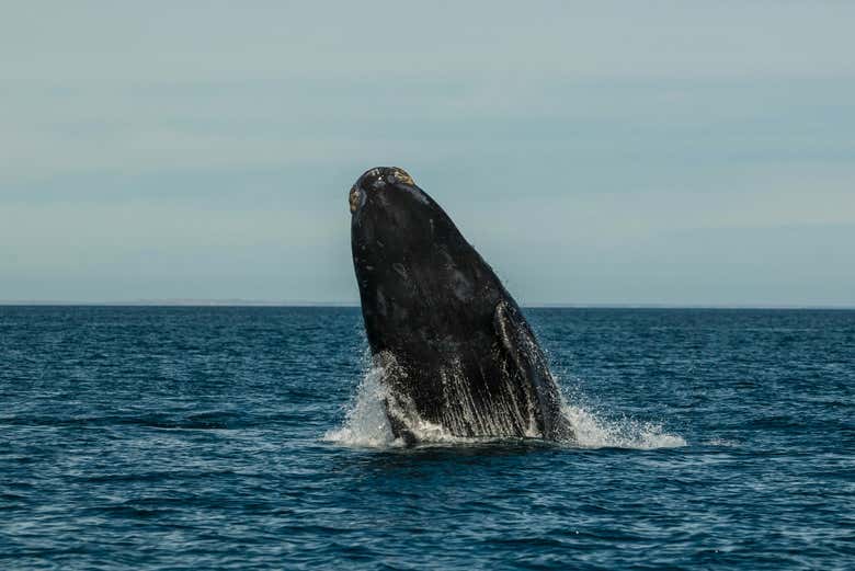 Podremos ver de cerca las ballenas