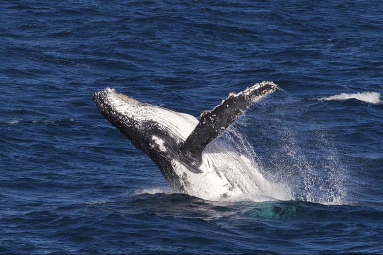 Ballena jorobada en aguas de Waikiki
