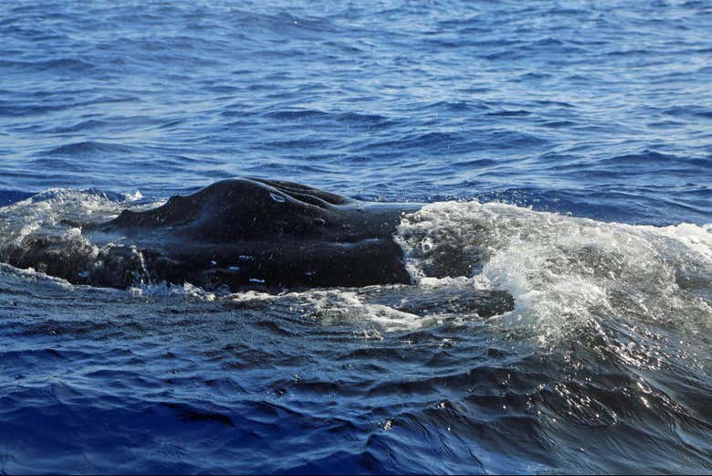 Ballena jorobada en aguas de Oahu