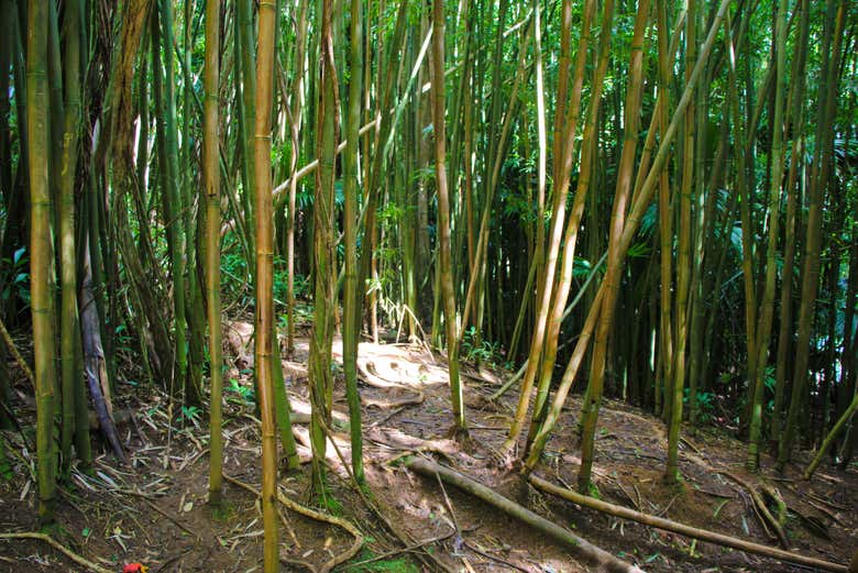 Floresta de bambu
