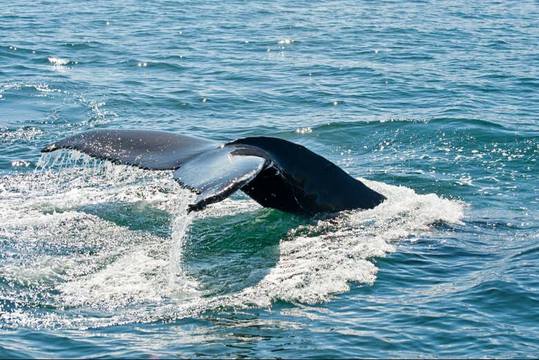 Cola de una ballena en el sur de la isla de Oahu