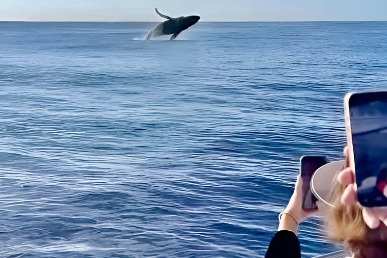 Captando el salto de las ballenas en el mar