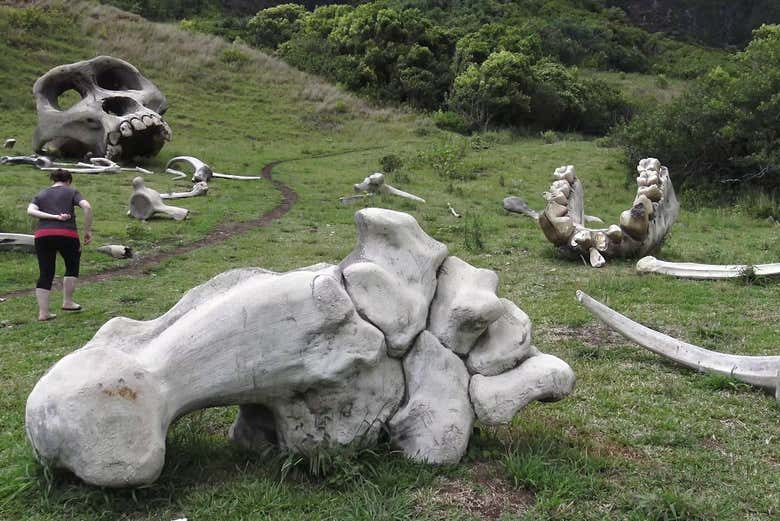 Enormes atrezzos de huesos prehistóricos