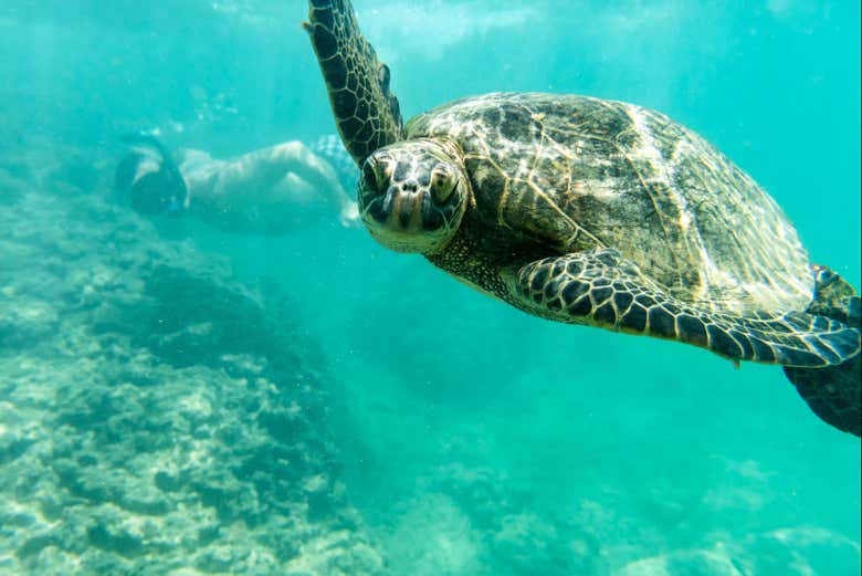 Una tartaruga marina nelle acque di Waikiki