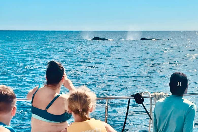 Observando las ballenas desde el catamarán