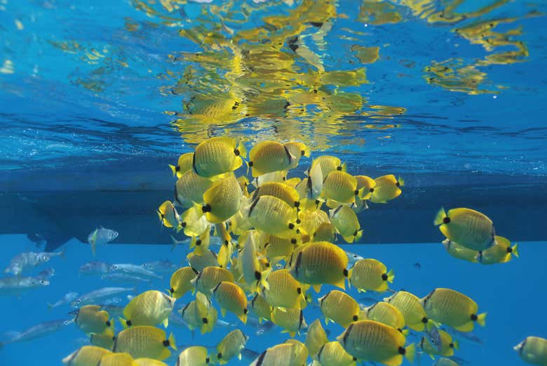 Centenas de peixes em Honolulu