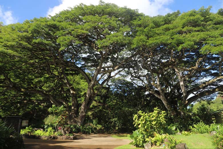 Caminharemos pelos bosques e riachos