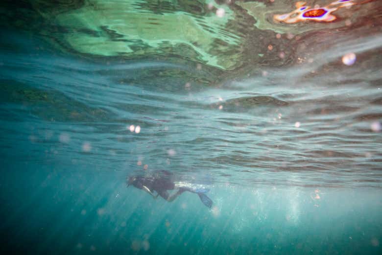 Snorkeling a Honolulu