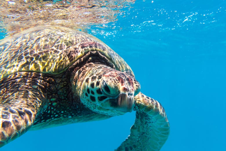 Tartaruga marinha nas águas de Honolulu 