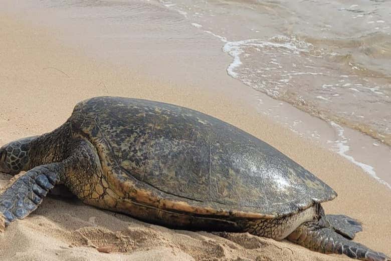 A sea turtle at North Shore