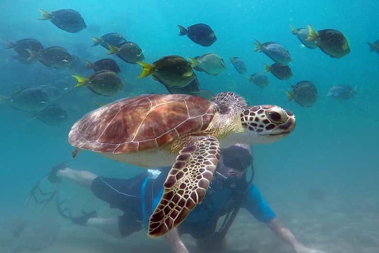 Contemplando la biodiversità marina di Honolulu