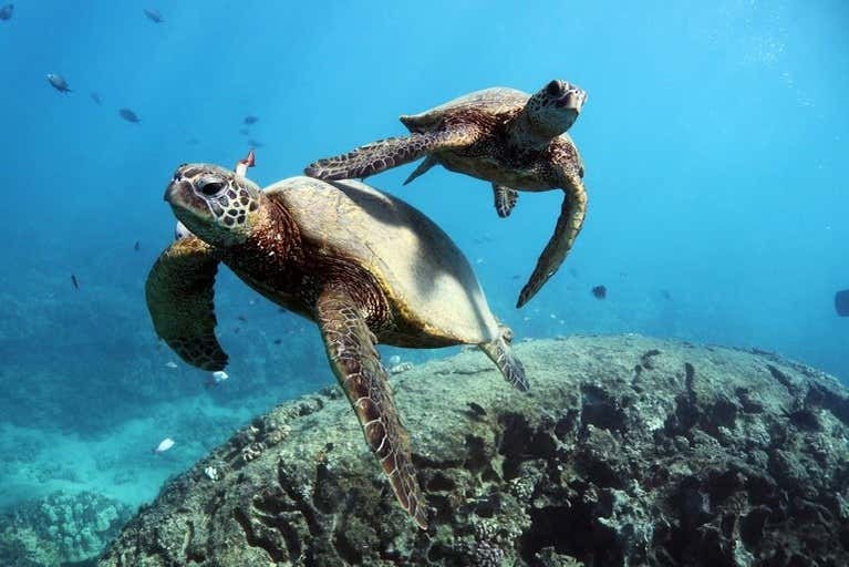 Tartarugas de Honolulu