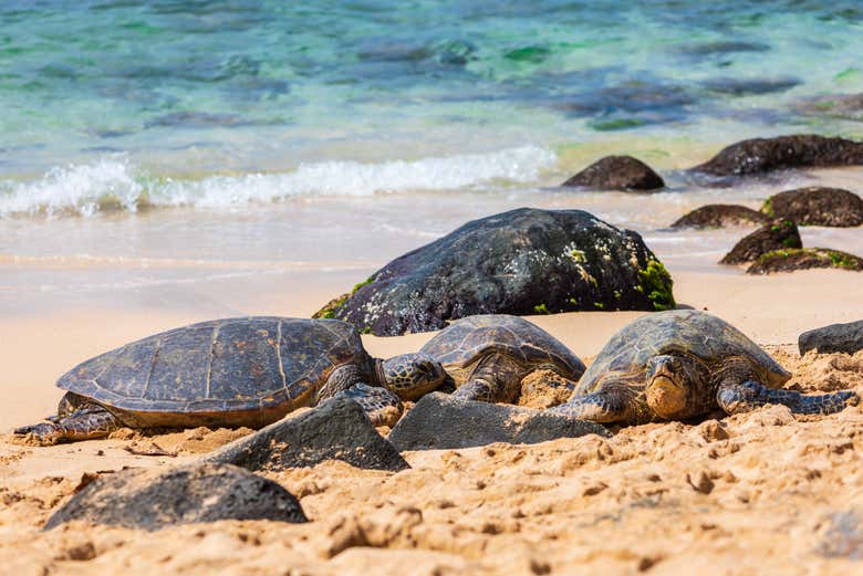 Viendo las famosas tortugas de Laniakea