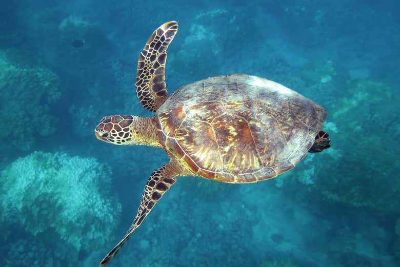 Tartaruga marinha