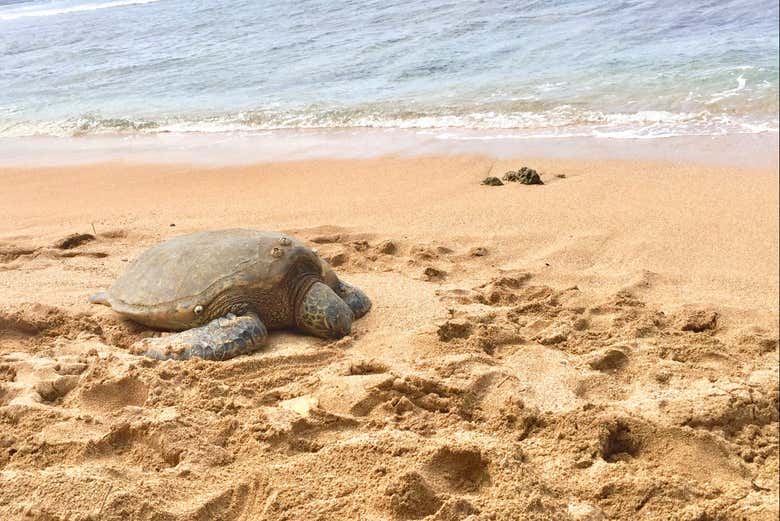 Una tartaruga in una spiaggia di Oahu