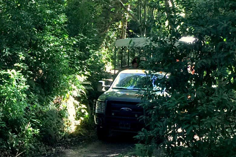 Atravesando la selva tropical a bordo de un camión safari