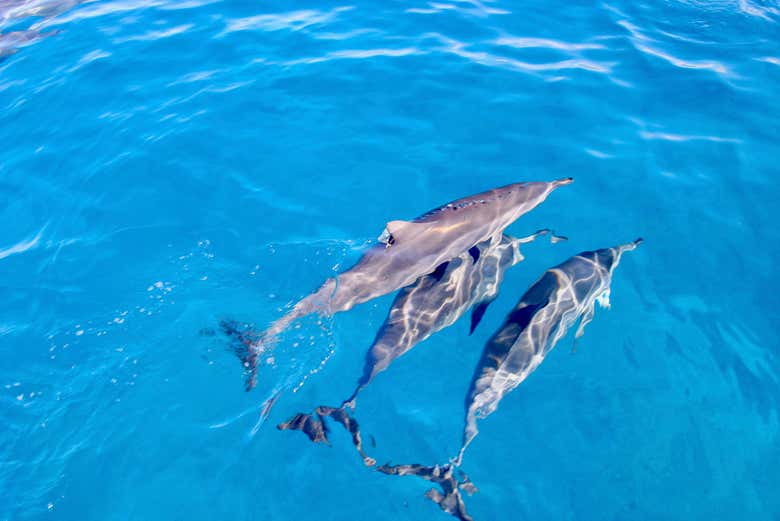 Observando os golfinhos a bordo do barco