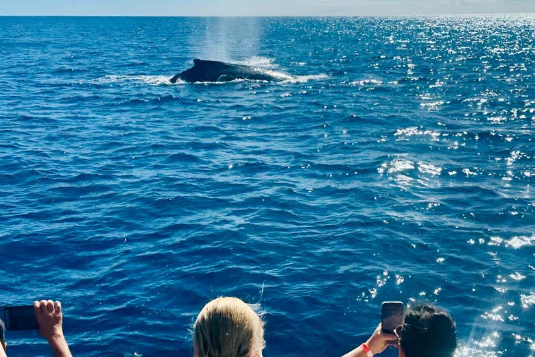 Fotografiando a las ballenas desde el barco