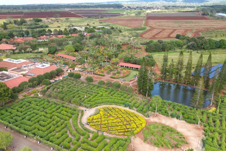 Campos de abacaxi na Dole Plantation em Oahu