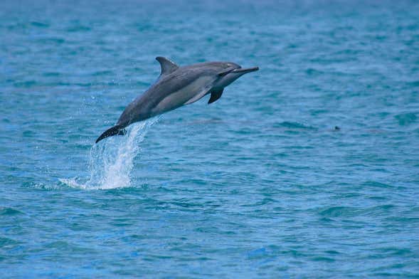 Avistamiento de ballenas en Waikiki