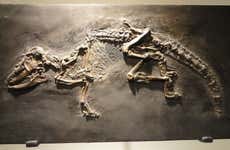 Museum of Natural Science Tickets + Audio Guide