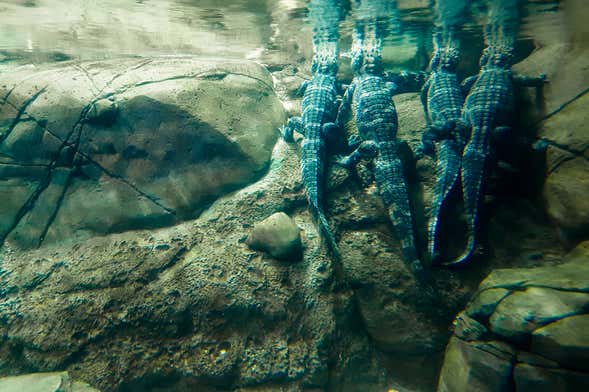 Entradas al Downtown Aquarium Houston